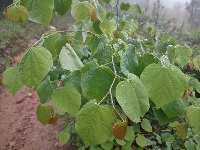 Cercis canadensis, photographed by Harold Smith