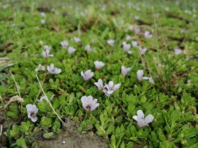 Bacopa monnieri, photographed by Karla M. Benítez