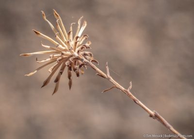 Dieteria canescens, photographed by Tim Messick