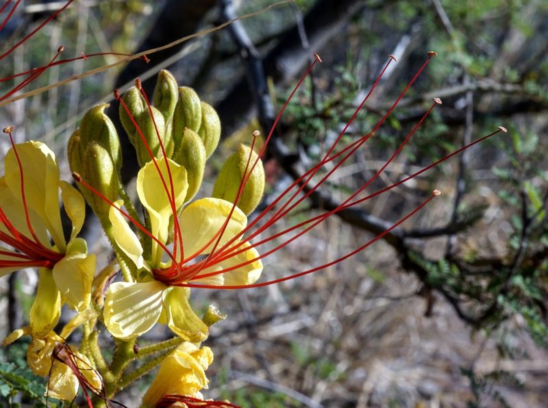 Erythrostemon gilliesii, photographed by Andrew Tree