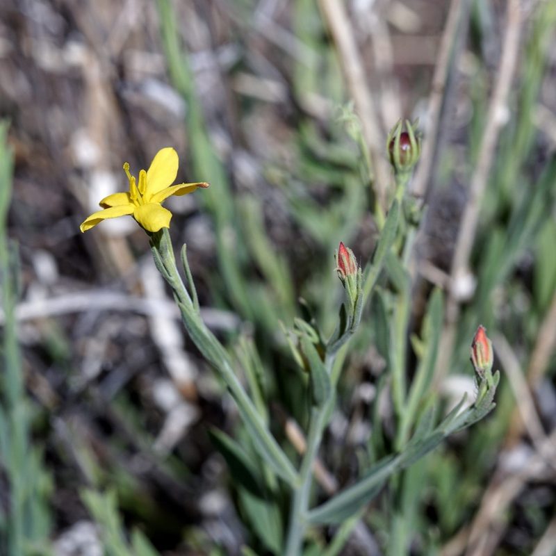 Menodora scabra, photographed by Andrew Tree