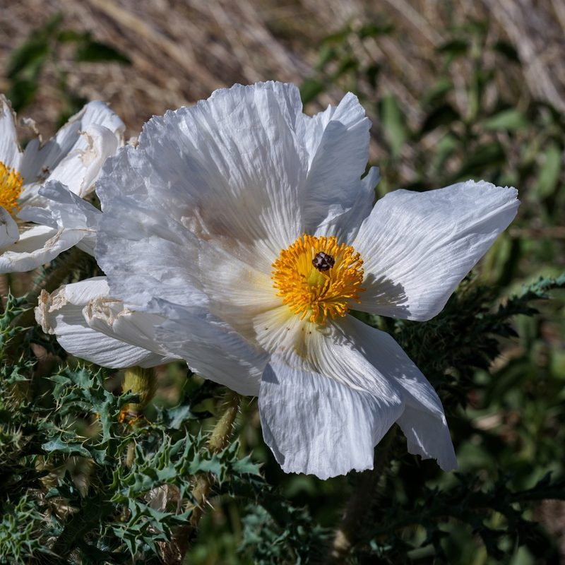 Argemone pleiacantha, photographed by Andrew Tree
