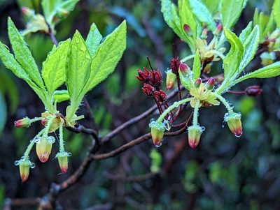 Rhododendron pilosum, photographed by Alison Northup