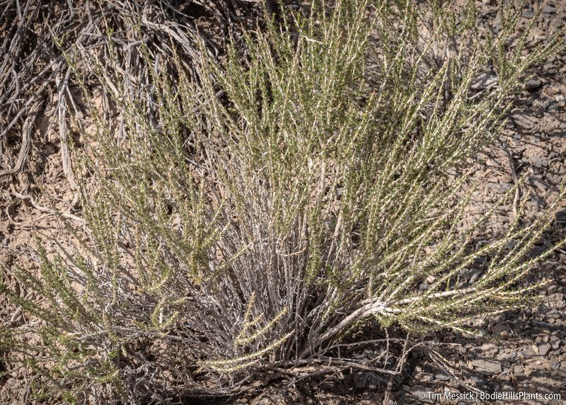 Tetradymia glabrata, photographed by Tim Messick