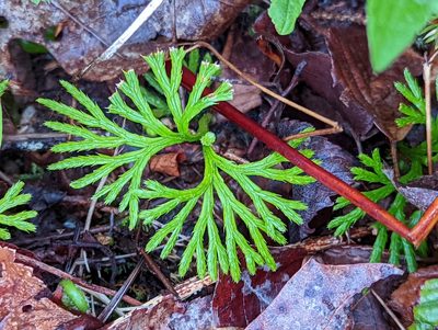 Diphasiastrum digitatum, photographed by Alison Northup