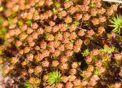 Polytrichum piliferum, photographed by David Bird