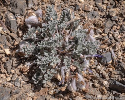 Astragalus newberryi, photographed by Tim Messick