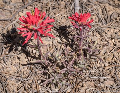 Castilleja chromosa, photographed by Tim Messick