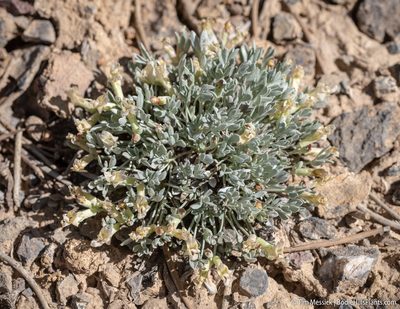 Astragalus calycosus, photographed by Tim Messick