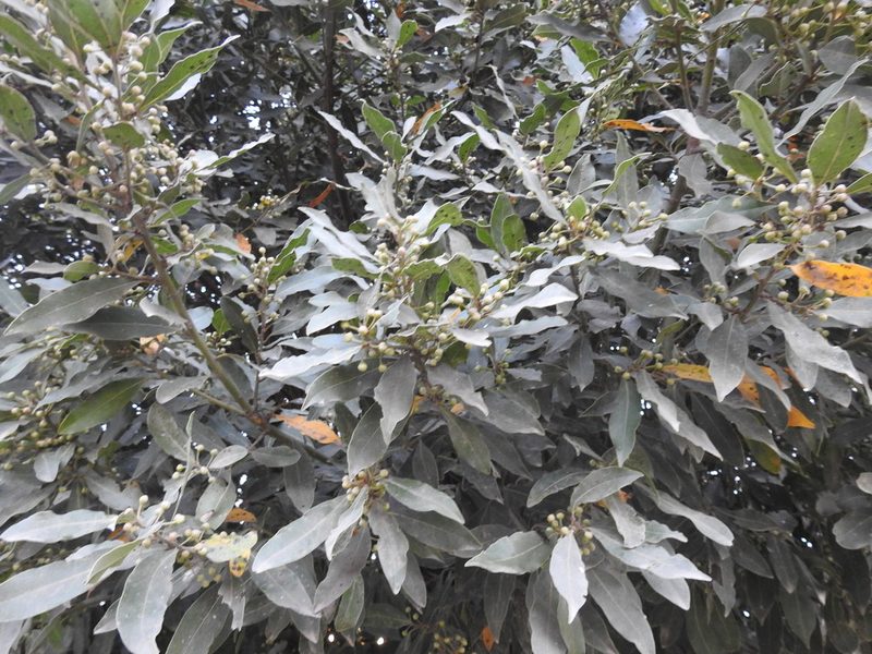 Laurus nobilis, photographed by María Regina Silva