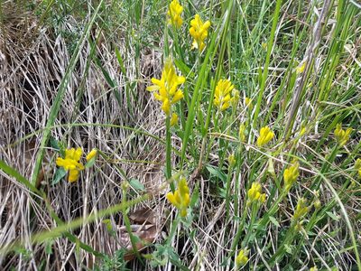 Genista sagittalis, photographed by ahabo