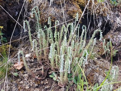 Petrosedum rupestre, photographed by ahabo