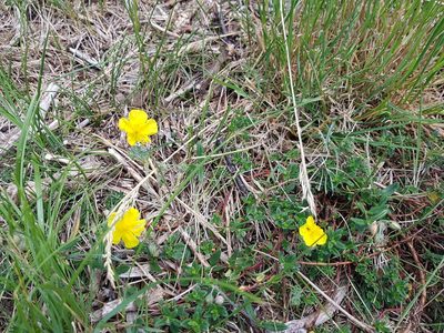 Helianthemum nummularium, photographed by ahabo