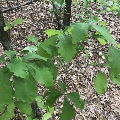 Quercus montana, photographed by Desiree L. Narango