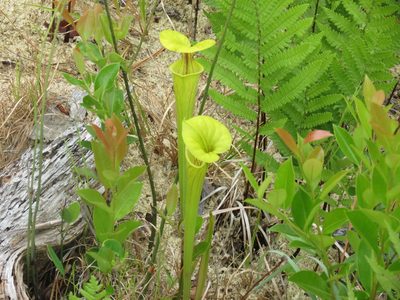 Sarracenia flava, photographed by David George