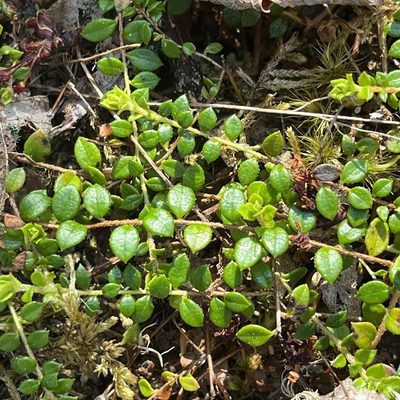 Gaultheria hispidula, photographed by Jamie VanBuskirk