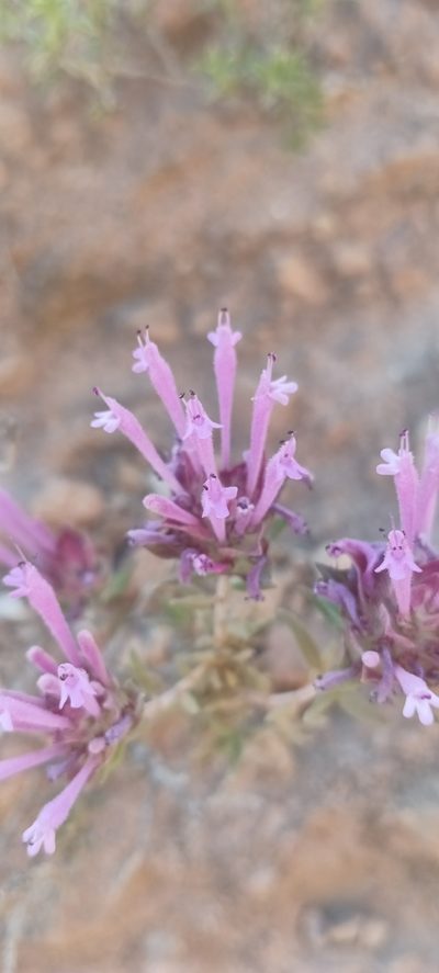 Thymus longiflorus, photographed by Yamil J.R