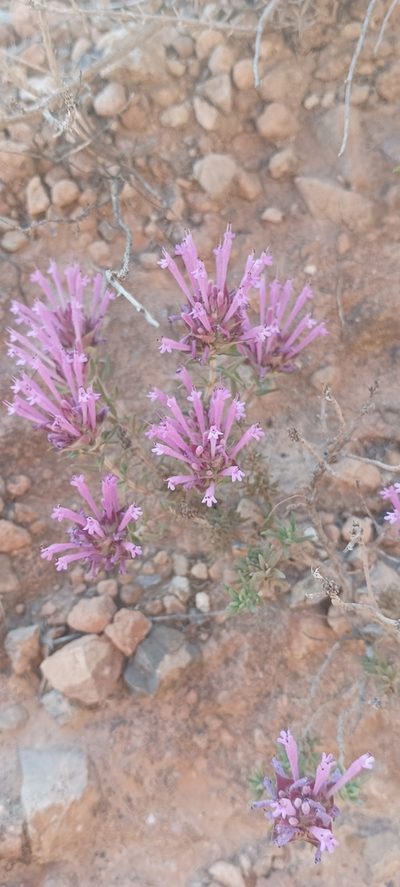 Thymus longiflorus, photographed by Yamil J.R