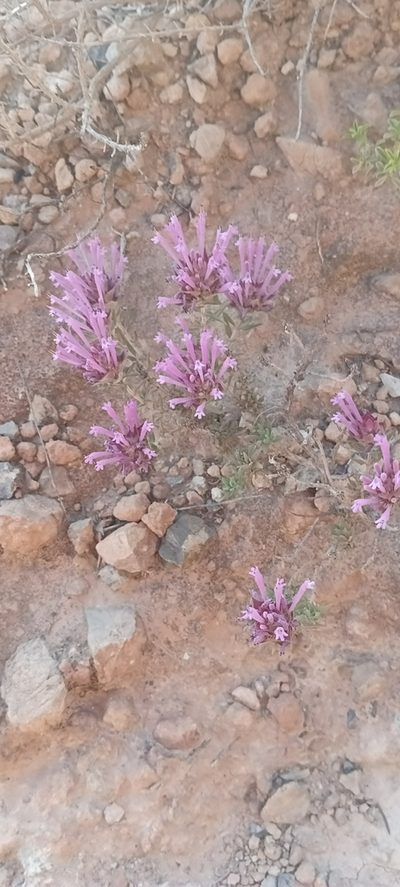 Thymus longiflorus, photographed by Yamil J.R