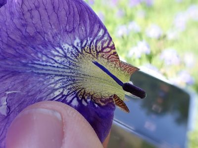 Iris sanguinea, photographed by Taro Ietaka