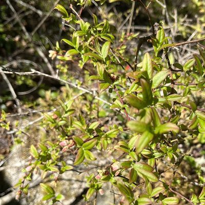 Vaccinium angustifolium, photographed by Jamie VanBuskirk