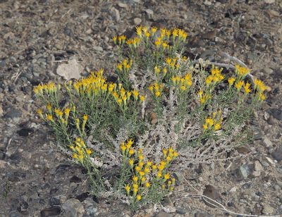 Ericameria cooperi, photographed by Steve Matson