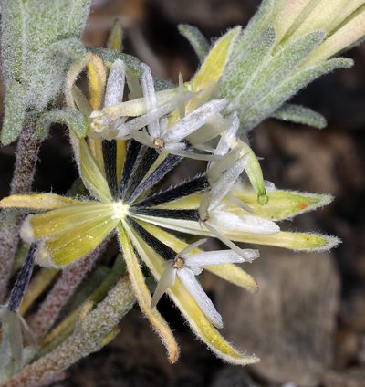 Chaenactis macrantha, photographed by Steve Matson