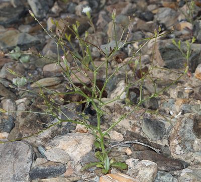 Prenanthella exigua, photographed by Steve Matson