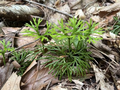 Diphasiastrum digitatum, photographed by Kathy Daniel