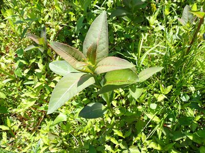 Asclepias purpurascens, photographed by Taro Ietaka