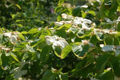 Cornus nuttallii, photographed by Gunnar Bonk