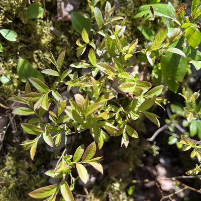 Vaccinium angustifolium, photographed by Jamie VanBuskirk