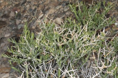 Menodora spinescens, photographed by Steve Matson