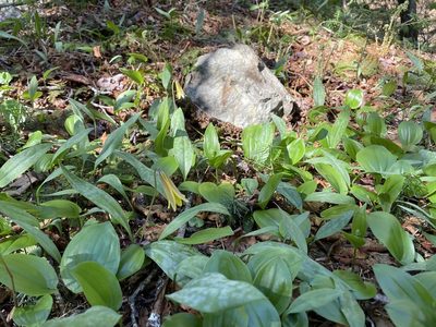 Erythronium americanum, photographed by Mary E. Macaulay, P.Eng.