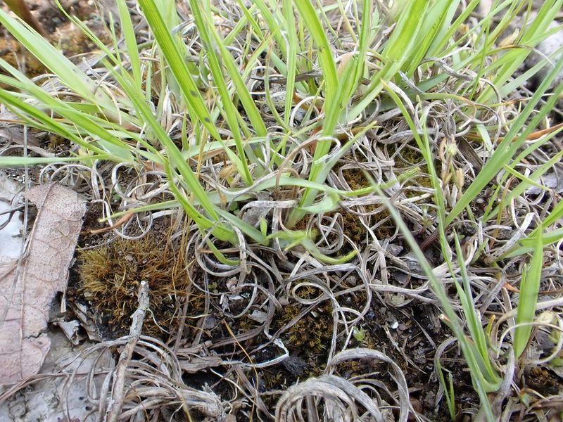 Danthonia spicata, photographed by Taro Ietaka