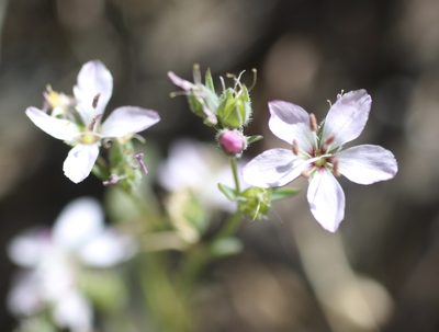 Linum congestum, photographed by Cricket Raspet