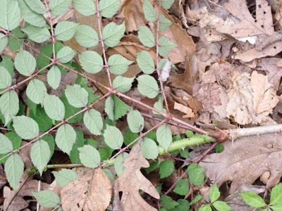 Aralia elata, photographed by Taro Ietaka