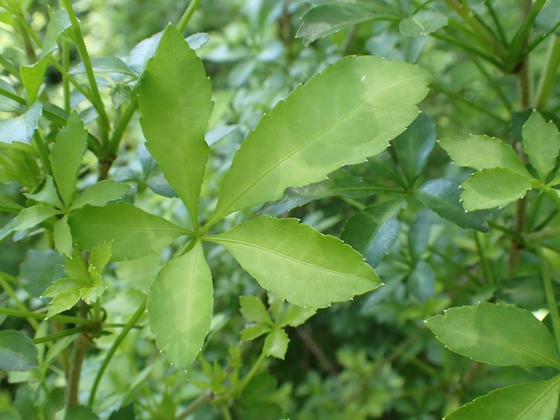 Eleutherococcus sieboldianus, photographed by Taro Ietaka