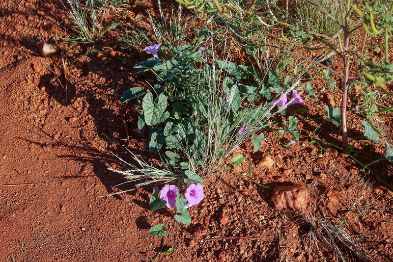 Ipomoea muelleri, photographed by dhfischer