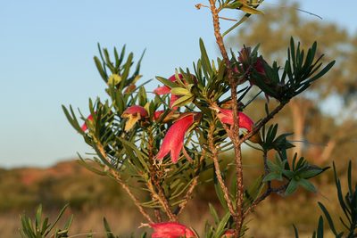 Eremophila latrobei, photographed by dhfischer