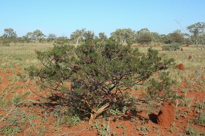 Eremophila latrobei, photographed by dhfischer