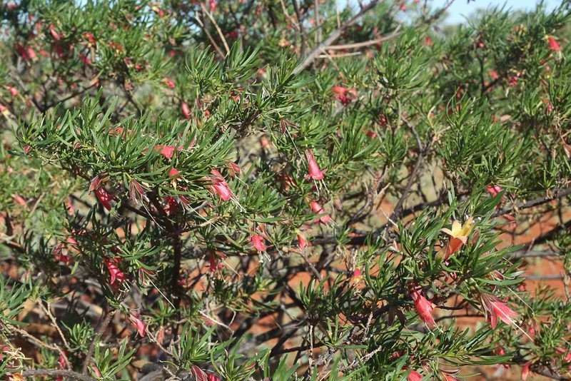 Eremophila latrobei, photographed by dhfischer