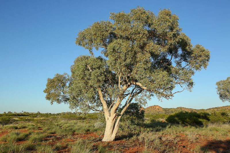 Eucalyptus leucophloia, photographed by dhfischer