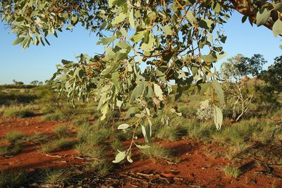 Eucalyptus leucophloia, photographed by dhfischer