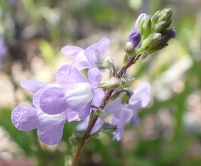 Nuttallanthus canadensis, photographed by Taro Ietaka
