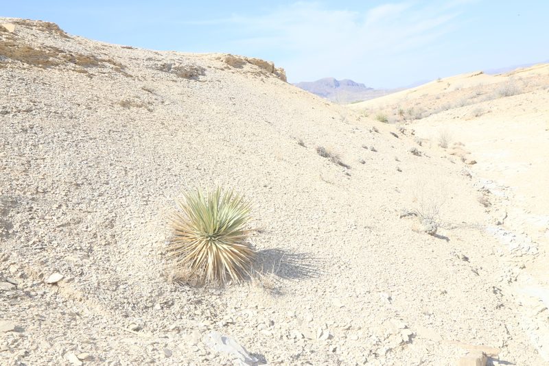 Yucca thompsoniana, photographed by Reid Hardin