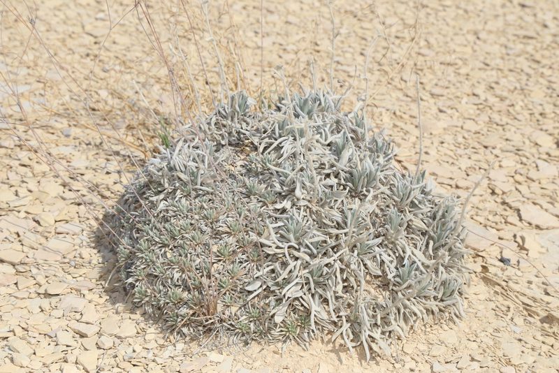 Oreocarya crassipes, photographed by Reid Hardin