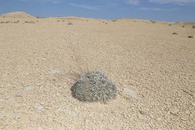 Oreocarya crassipes, photographed by Reid Hardin