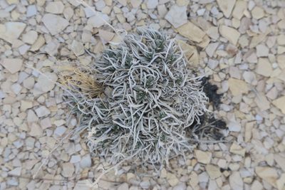 Oreocarya crassipes, photographed by Reid Hardin