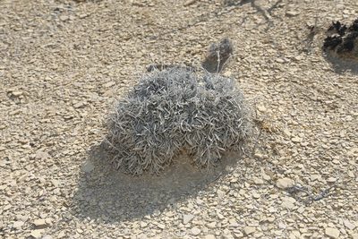 Oreocarya crassipes, photographed by Reid Hardin